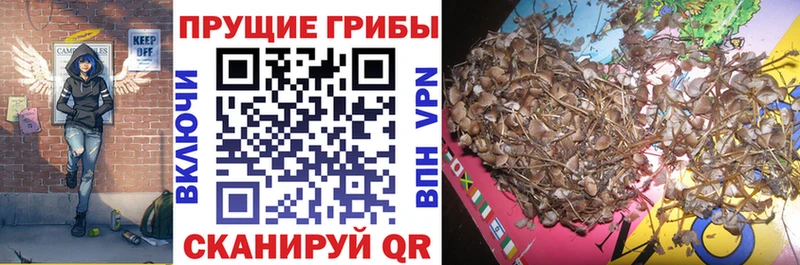 Псилоцибиновые грибы Psilocybine cubensis  дарнет шоп  Майский 